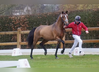 German Riding Pony, Stallion, 3 years, 14.1 hh, Brown