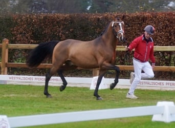 German Riding Pony, Stallion, 3 years, 14.1 hh, Brown