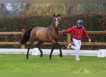 German Riding Pony, Stallion, 3 years, 14.1 hh, Brown