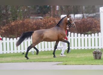 German Riding Pony, Stallion, 3 years, 14.1 hh, Brown
