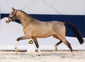 German Riding Pony, Stallion, 3 years, 14,1 hh, Brown