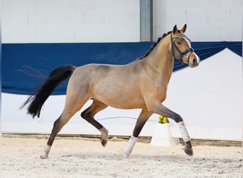 German Riding Pony, Stallion, 3 years, 14,1 hh, Brown