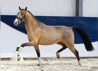 German Riding Pony, Stallion, 3 years, 14,1 hh, Brown