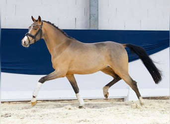 German Riding Pony, Stallion, 3 years, 14,1 hh, Brown