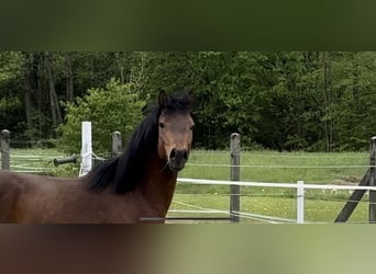 German Riding Pony, Stallion, 3 years, 14.1 hh, Brown