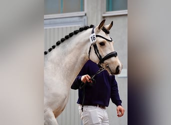 German Riding Pony, Stallion, 3 years, 14,1 hh, Buckskin