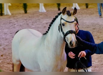 German Riding Pony, Stallion, 3 years, 14,1 hh, Buckskin