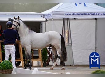 German Riding Pony, Stallion, 3 years, 14,1 hh, Buckskin