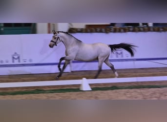 German Riding Pony, Stallion, 3 years, 14,1 hh, Buckskin