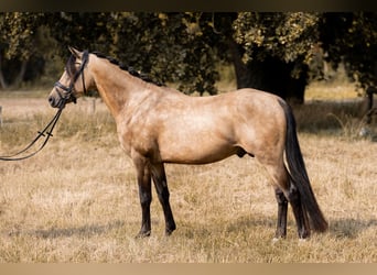 German Riding Pony, Stallion, 3 years, 14.1 hh, Buckskin German Riding Pony, Stallion, 3 years, 14.1 hh, Buckskin