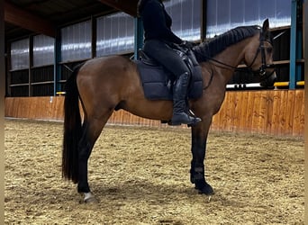 German Riding Pony, Stallion, 3 years, 14.1 hh, Buckskin German Riding Pony, Stallion, 3 years, 14.1 hh, Buckskin
