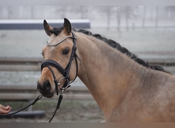 German Riding Pony, Stallion, 3 years, 14.1 hh, Buckskin