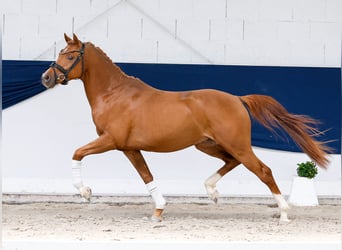 German Riding Pony, Stallion, 3 years, 14.1 hh, Chestnut