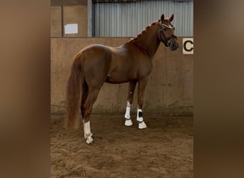 German Riding Pony, Stallion, 3 years, 14.1 hh, Chestnut