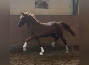 German Riding Pony, Stallion, 3 years, 14.1 hh, Chestnut