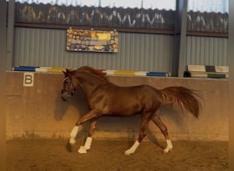 German Riding Pony, Stallion, 3 years, 14.1 hh, Chestnut
