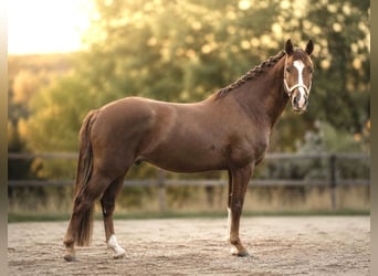 German Riding Pony, Stallion, 3 years, 14.1 hh, Chestnut