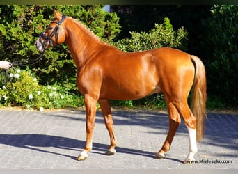 German Riding Pony, Stallion, 3 years, 14.1 hh, Chestnut-Red