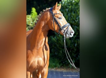 German Riding Pony, Stallion, 3 years, 14.1 hh, Chestnut-Red