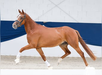 German Riding Pony, Stallion, 3 years, 14.1 hh, Chestnut-Red