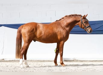 German Riding Pony, Stallion, 3 years, 14.1 hh, Chestnut-Red