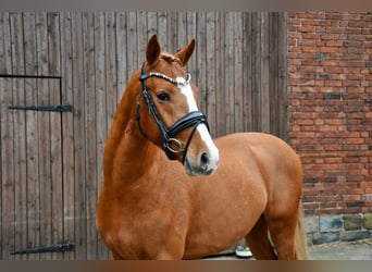 German Riding Pony, Stallion, 3 years, 14.1 hh, Chestnut-Red