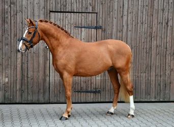 German Riding Pony, Stallion, 3 years, 14.1 hh, Chestnut-Red