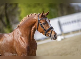 German Riding Pony, Stallion, 3 years, 14.1 hh, Chestnut-Red