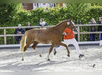 German Riding Pony, Stallion, 3 years, 14.1 hh, Chestnut-Red