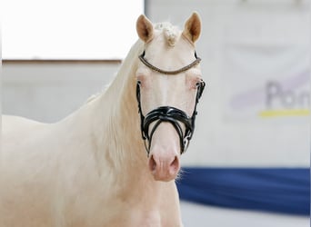 German Riding Pony, Stallion, 3 years, 14.1 hh, Cremello
