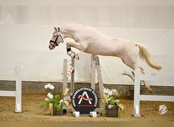 German Riding Pony, Stallion, 3 years, 14,1 hh, Cremello