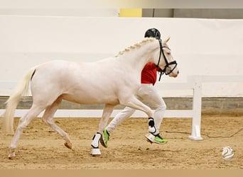 German Riding Pony, Stallion, 3 years, 14,1 hh, Cremello