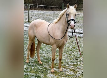 German Riding Pony, Stallion, 3 years, 14,1 hh