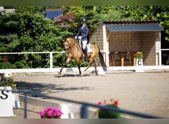 German Riding Pony, Stallion, 3 years, 14.1 hh