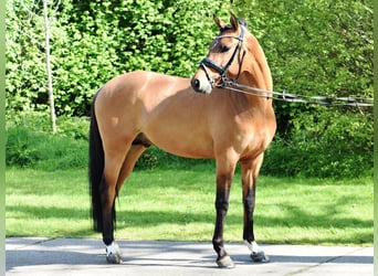 German Riding Pony, Stallion, 3 years, 14.1 hh, Dun