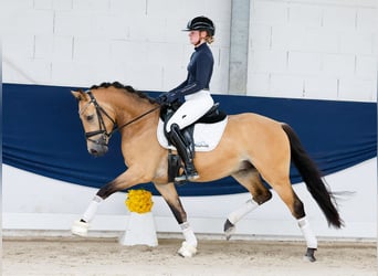 German Riding Pony, Stallion, 3 years, 14.1 hh, Dun