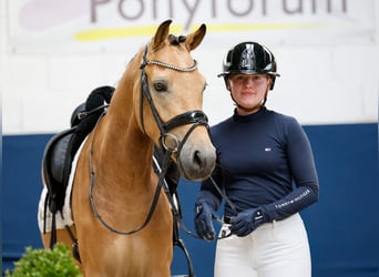German Riding Pony, Stallion, 3 years, 14.1 hh, Dun