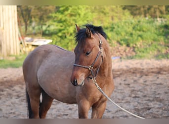 German Riding Pony, Stallion, 3 years, 14.1 hh, Dun