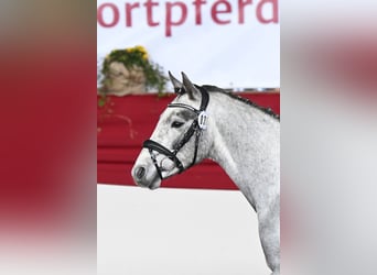 German Riding Pony, Stallion, 3 years, 14.1 hh, Grey