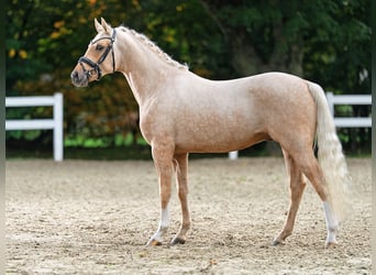 German Riding Pony, Stallion, 3 years, 14.1 hh, Palomino