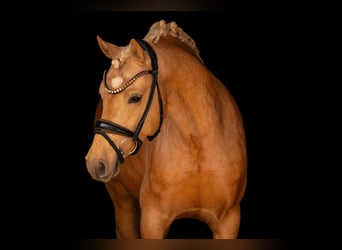 German Riding Pony, Stallion, 3 years, 14.1 hh, Palomino