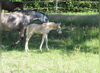 German Riding Pony, Stallion, 3 years, 14,1 hh, Palomino