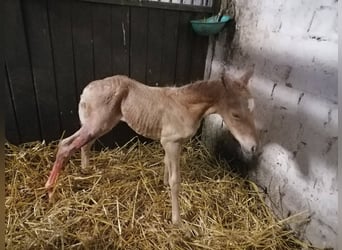 German Riding Pony, Stallion, 3 years, 14,1 hh, Palomino