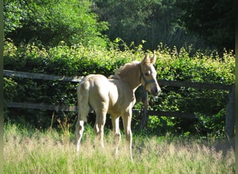 German Riding Pony, Stallion, 3 years, 14,1 hh, Palomino