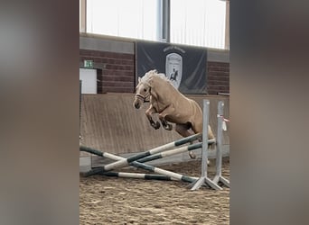 German Riding Pony, Stallion, 3 years, 14.1 hh, Palomino
