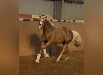 German Riding Pony, Stallion, 3 years, 14.1 hh, Palomino