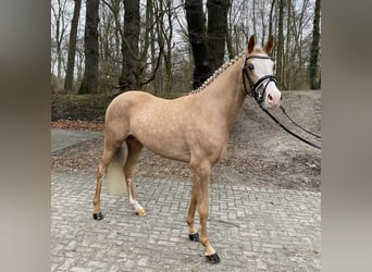 German Riding Pony, Stallion, 3 years, 14,1 hh, Palomino