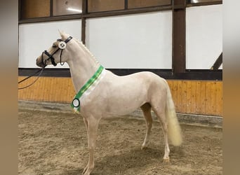 German Riding Pony, Stallion, 3 years, 14,1 hh, Palomino