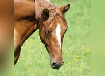 German Riding Pony, Stallion, 3 years, 14.1 hh, Red Dun