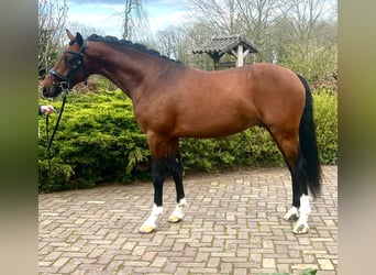 German Riding Pony, Stallion, 3 years, 14.2 hh, Bay-Dark
